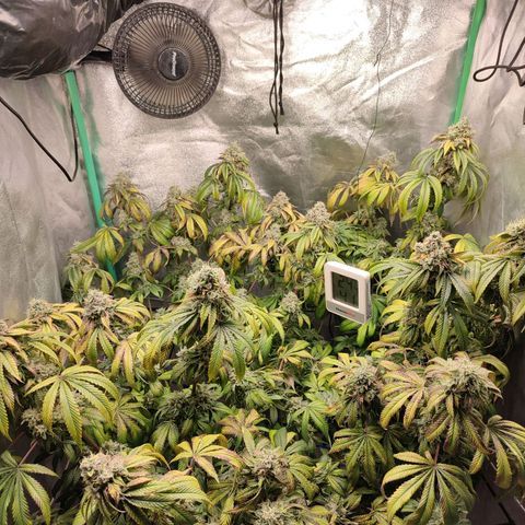 Granita growlog photo: Tag 100 / Blütetag 49