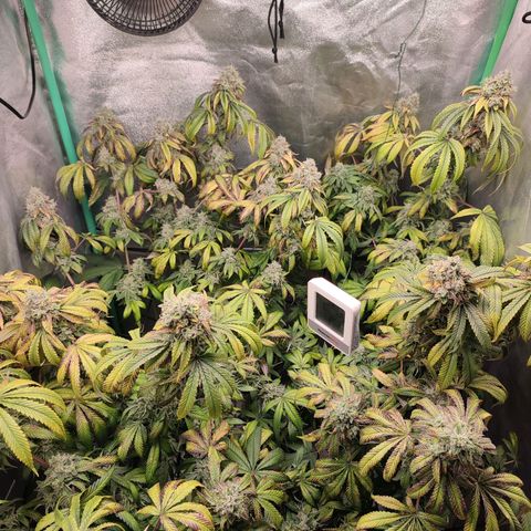 Granita growlog photo: Tag 101 / Blütetag 50