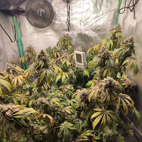 Granita growlog photo: Tag 102 / Blütetag 51