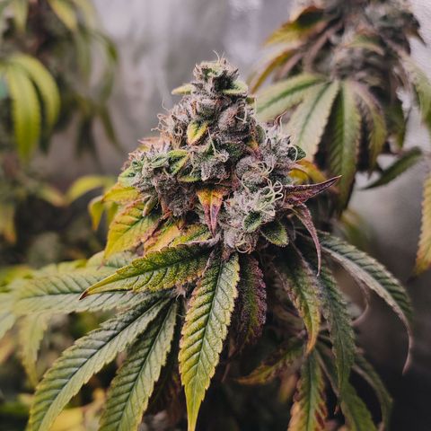 Granita growlog timeline photo