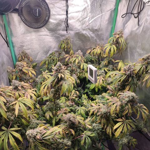 Granita growlog photo: Tag 103 / Blütetag 52