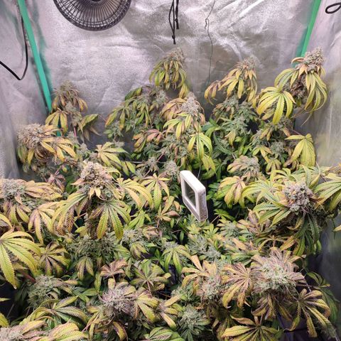 Granita growlog photo: Tag 104 / Blütetag 53