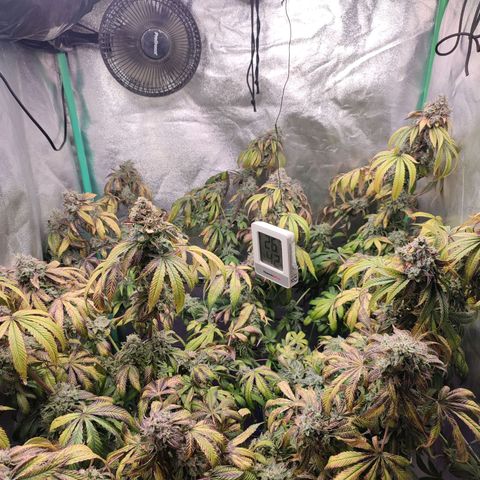 Granita growlog photo: Tag 105 / Blütetag 54