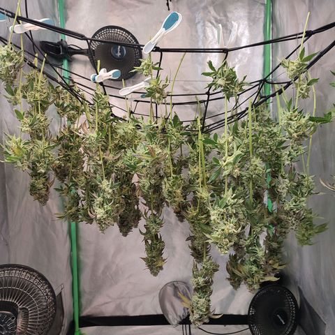 Granita growlog timeline photo