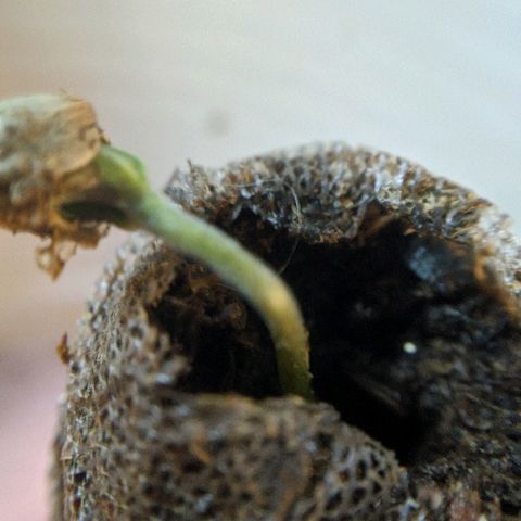 JaneGrande growlog photo: Começou a crescer