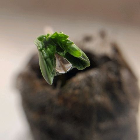 JaneGrande growlog photo: Saiu a casca 