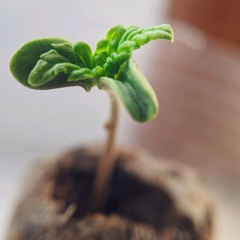 JaneGrande growlog photo: Abriu as asas