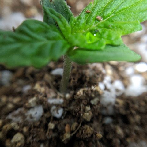JaneGrande growlog photo: Começou a crescer