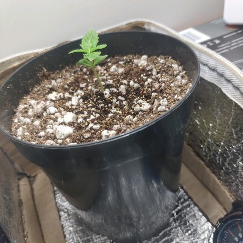 JaneGrande growlog timeline photo