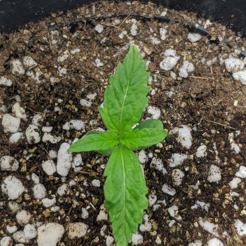 JaneGrande growlog timeline photo