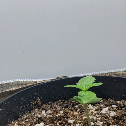 JaneGrande growlog timeline photo