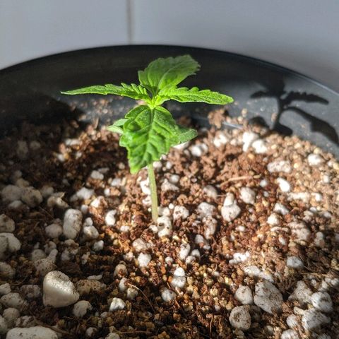 JaneGrande growlog timeline photo
