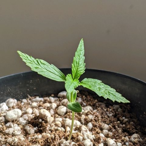 JaneGrande growlog photo: Manhã