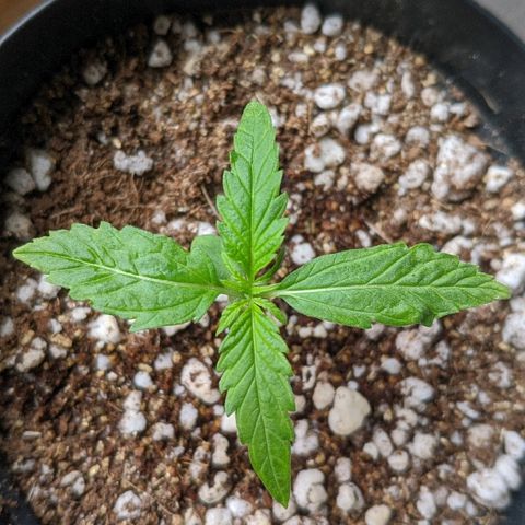 JaneGrande growlog timeline photo