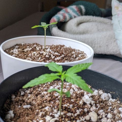 JaneGrande growlog timeline photo
