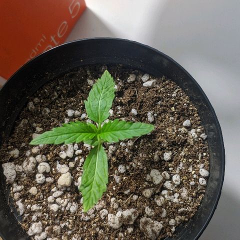 JaneGrande growlog timeline photo