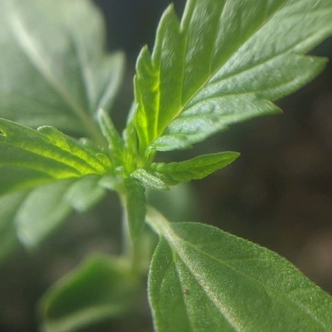 JaneGrande growlog timeline photo