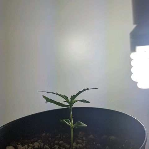 JaneGrande growlog timeline photo