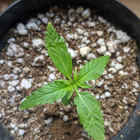 JaneGrande growlog photo: Manhã
