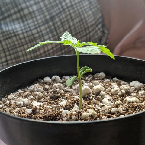 JaneGrande growlog photo: Manhã