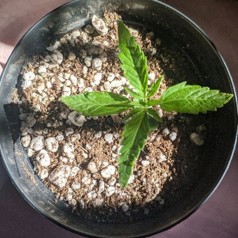 JaneGrande growlog photo: Manhã