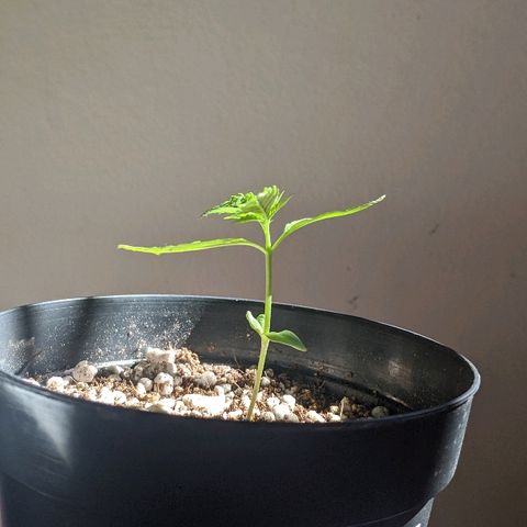 JaneGrande growlog photo: Manhã