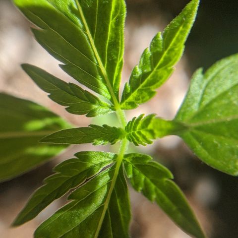 JaneGrande growlog photo: Manhã