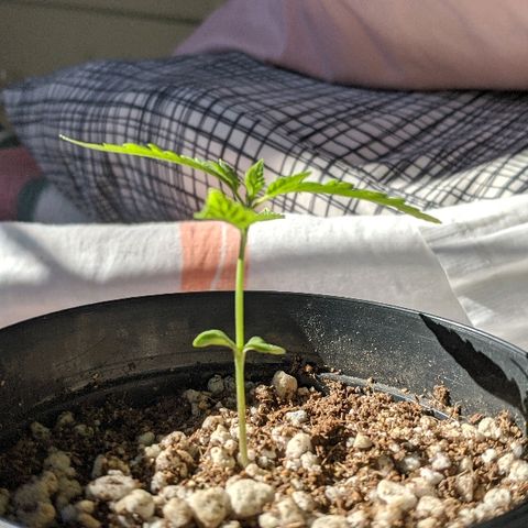 JaneGrande growlog photo: Manhã