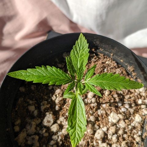 JaneGrande growlog photo: Manhã