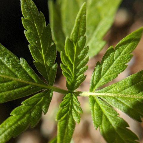 JaneGrande growlog photo: Manhã