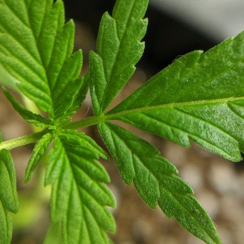 JaneGrande growlog photo: Noite