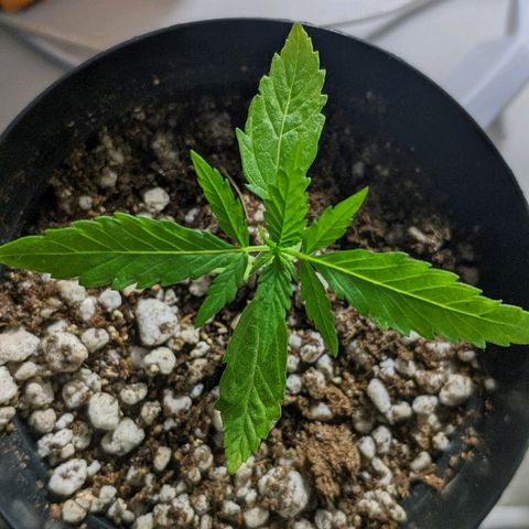 JaneGrande growlog photo: Noite
