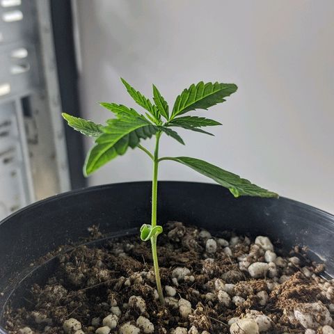 JaneGrande growlog photo: Noite