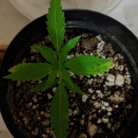 JaneGrande growlog timeline photo