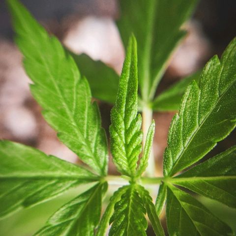JaneGrande growlog photo: Tarde 