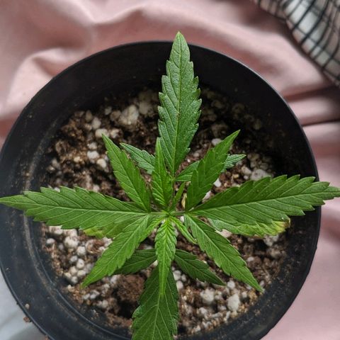 JaneGrande growlog photo: Tarde