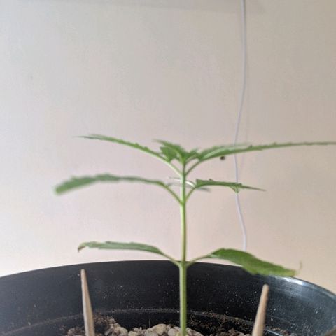 JaneGrande growlog photo: Tarde