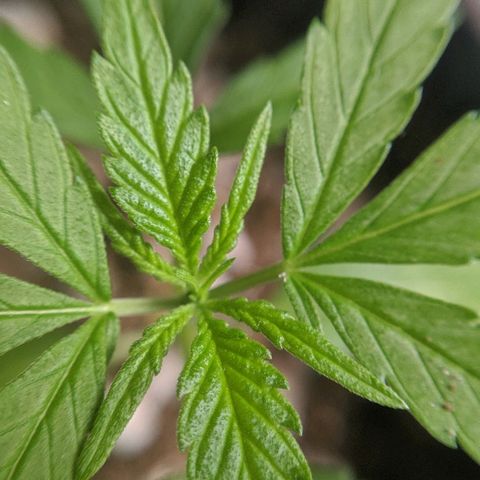 JaneGrande growlog photo: Tarde