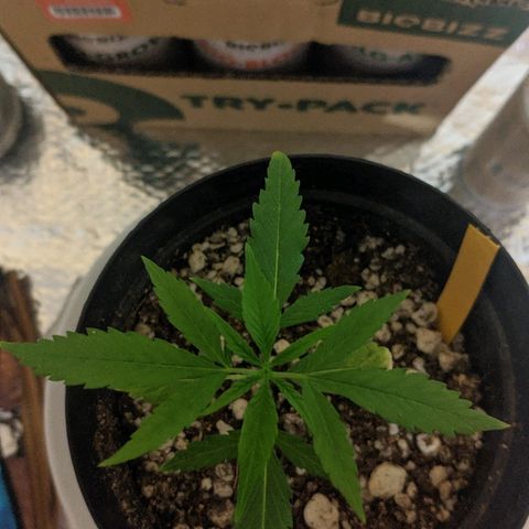JaneGrande growlog photo: Noite
