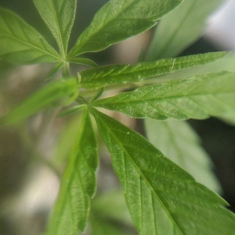 JaneGrande growlog timeline photo