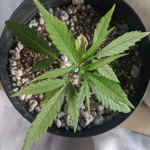 JaneGrande growlog timeline photo