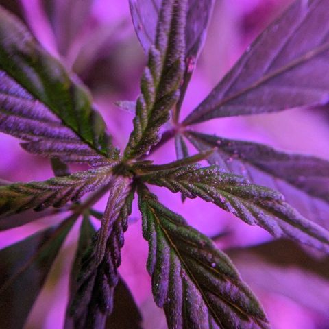JaneGrande growlog timeline photo