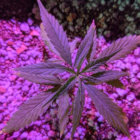 JaneGrande growlog timeline photo