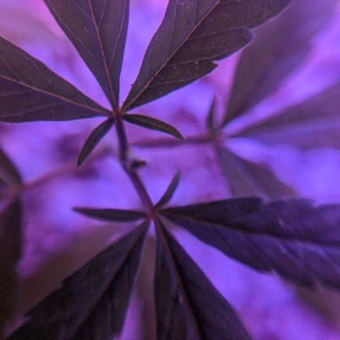 JaneGrande growlog timeline photo