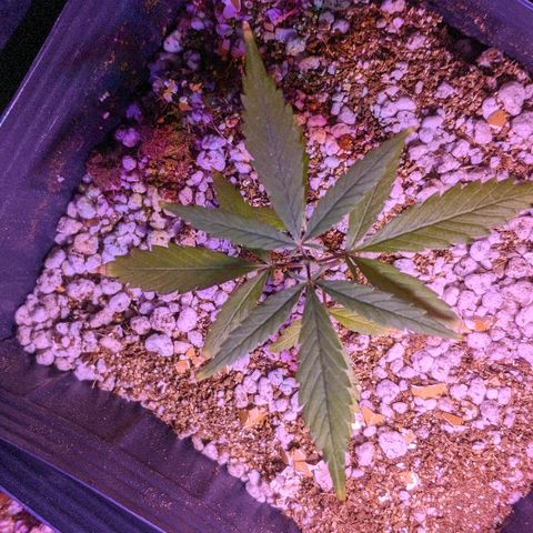JaneGrande growlog timeline photo