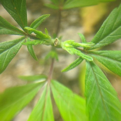 JaneGrande growlog timeline photo