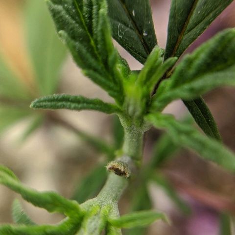 JaneGrande growlog timeline photo