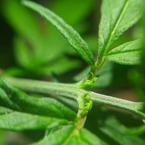 JaneGrande growlog timeline photo