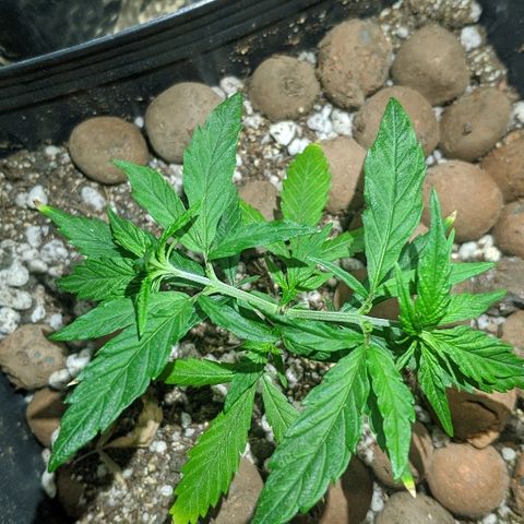JaneGrande growlog timeline photo