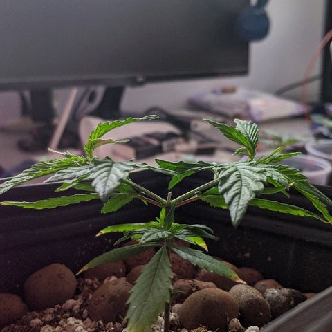 JaneGrande growlog timeline photo
